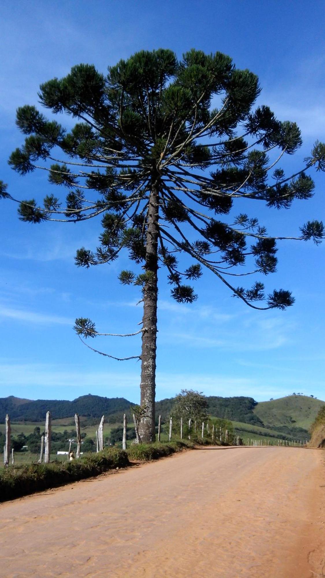 Casarao E Mangueiras *