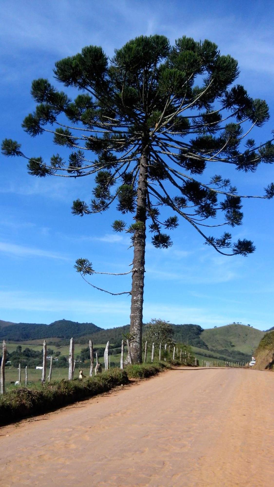 Chalet Casarao E Mangueiras *